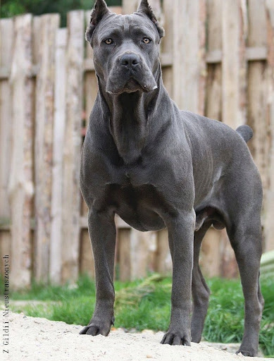 ANIMONDA GranCarno Adult mokra karma dla psa Królik z Ziołami 6 x 800g